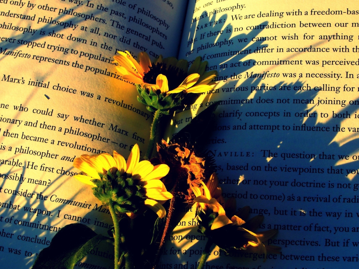 Das Yellow Daisies On Book Pages Wallpaper 1152x864