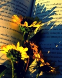 Das Yellow Daisies On Book Pages Wallpaper 128x160