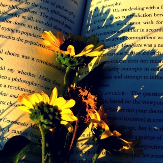 Yellow Daisies On Book Pages - Obrázkek zdarma pro 208x208