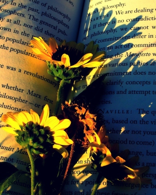 Yellow Daisies On Book Pages - Obrázkek zdarma pro Nokia Asha 305