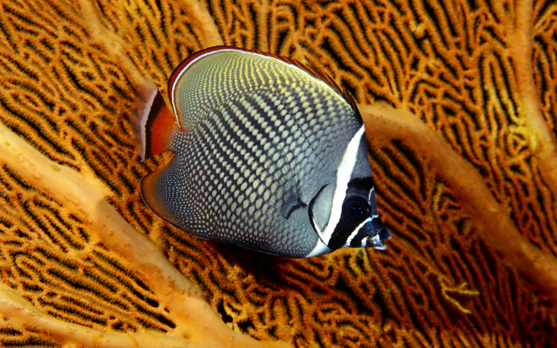 Screenshot №1 pro téma Butterflyfish In Vietnam 1920x1200