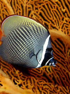 Screenshot №1 pro téma Butterflyfish In Vietnam 240x320