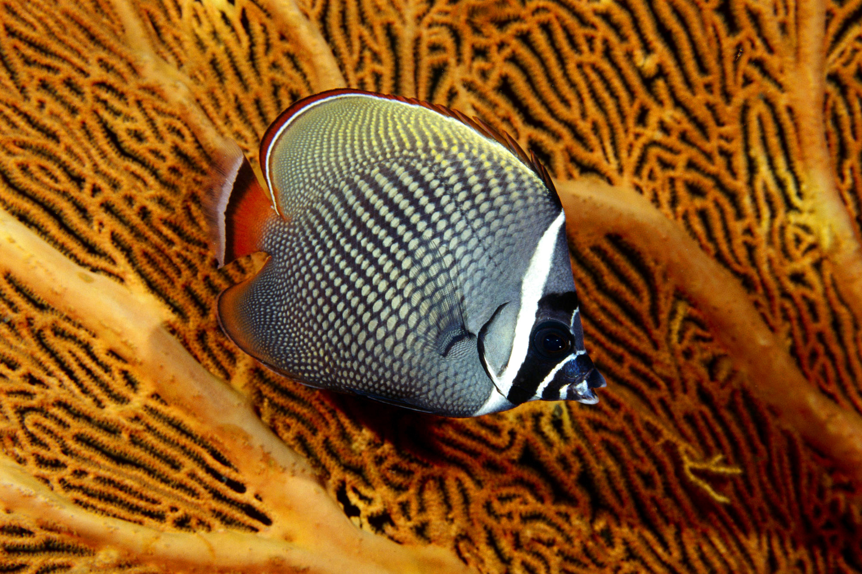 Screenshot №1 pro téma Butterflyfish In Vietnam 2880x1920