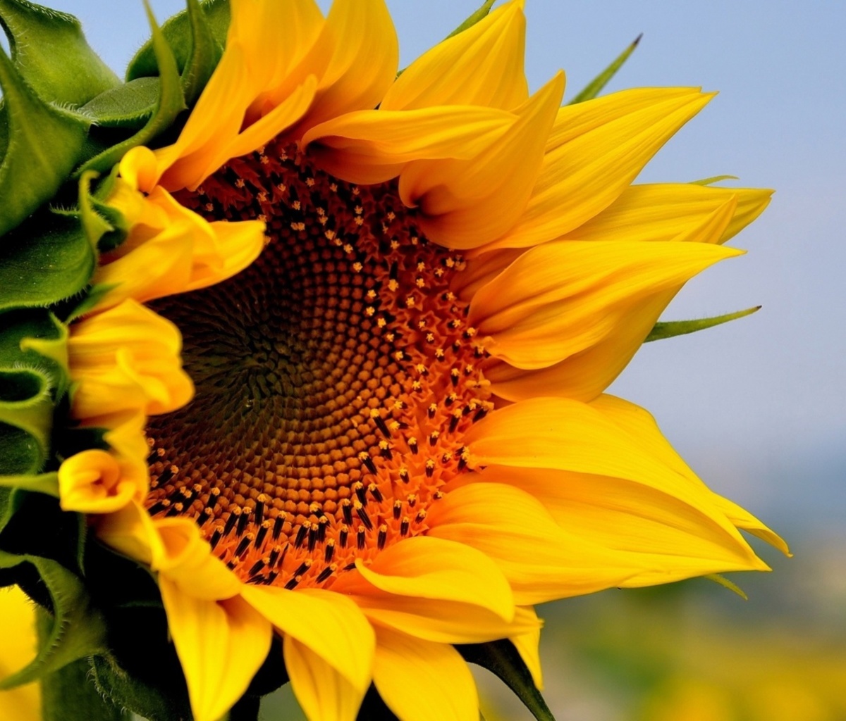 Обои Sunflower Closeup 1200x1024