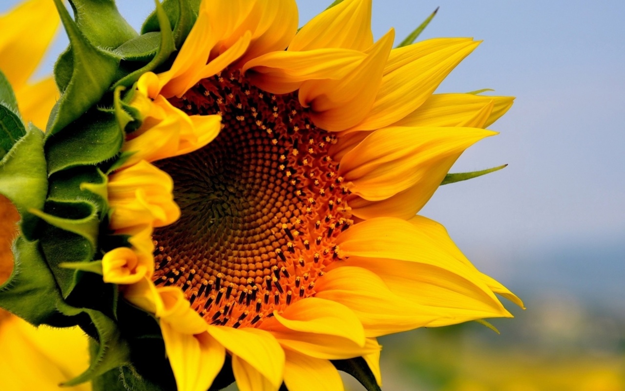 Das Sunflower Closeup Wallpaper 1280x800