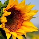 Sunflower Closeup screenshot #1 128x128