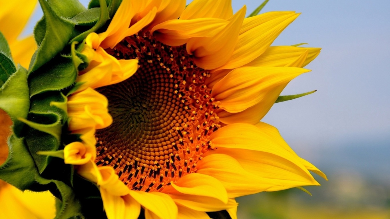 Das Sunflower Closeup Wallpaper 1366x768