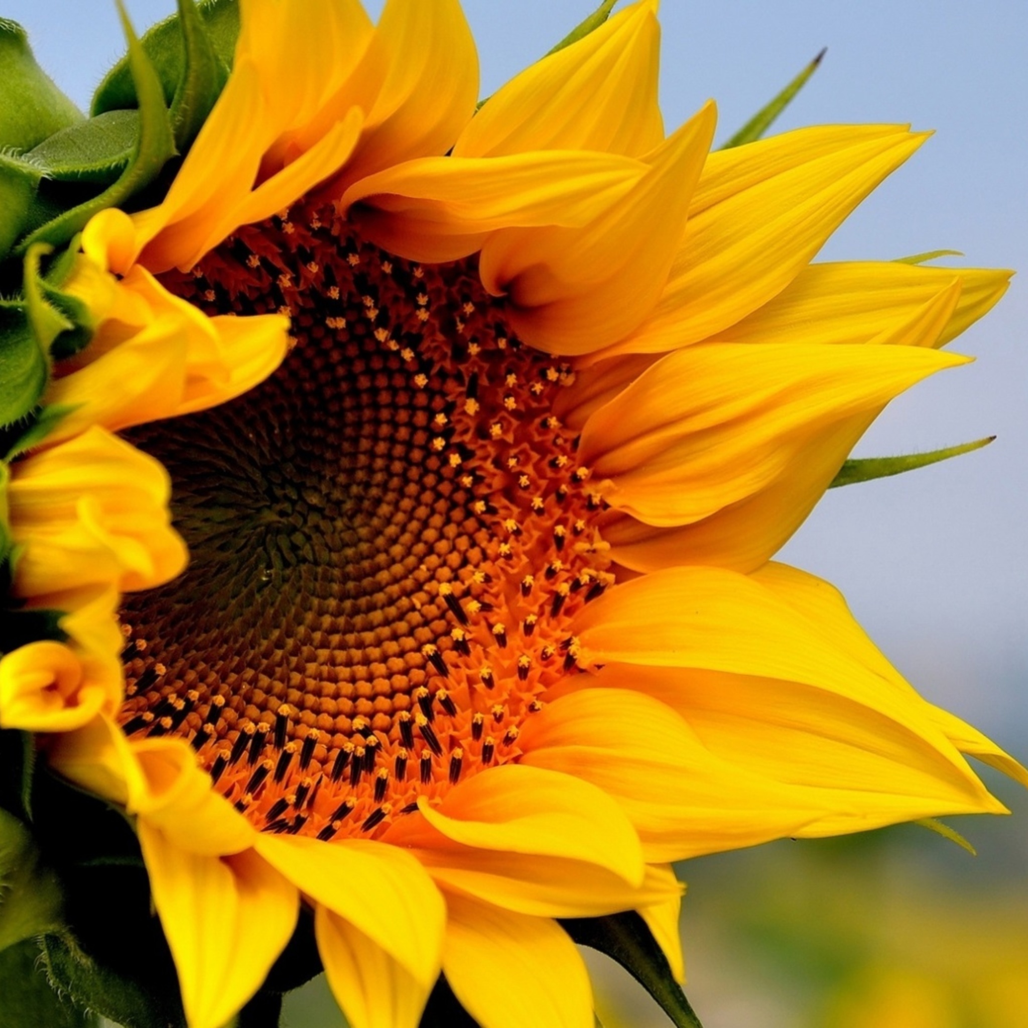 Обои Sunflower Closeup 2048x2048