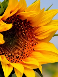 Das Sunflower Closeup Wallpaper 240x320