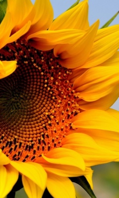 Обои Sunflower Closeup 240x400