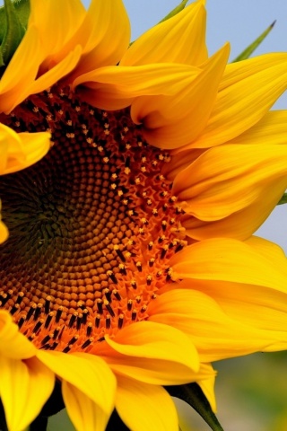 Sunflower Closeup wallpaper 320x480