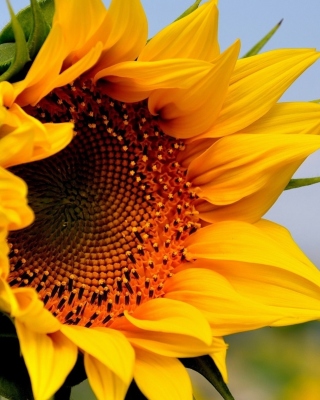 Sunflower Closeup papel de parede para celular para Nokia 5800 XpressMusic