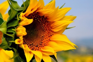 Kostenloses Sunflower Closeup Wallpaper für Android, iPhone und iPad