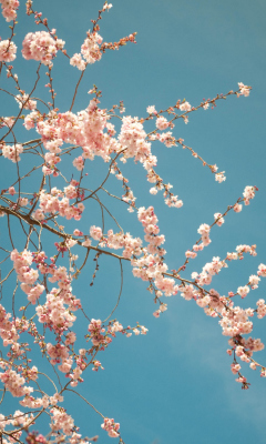 Blossom Tree screenshot #1 240x400