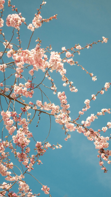 Das Blossom Tree Wallpaper 360x640