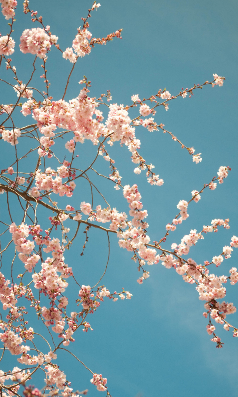 Das Blossom Tree Wallpaper 768x1280