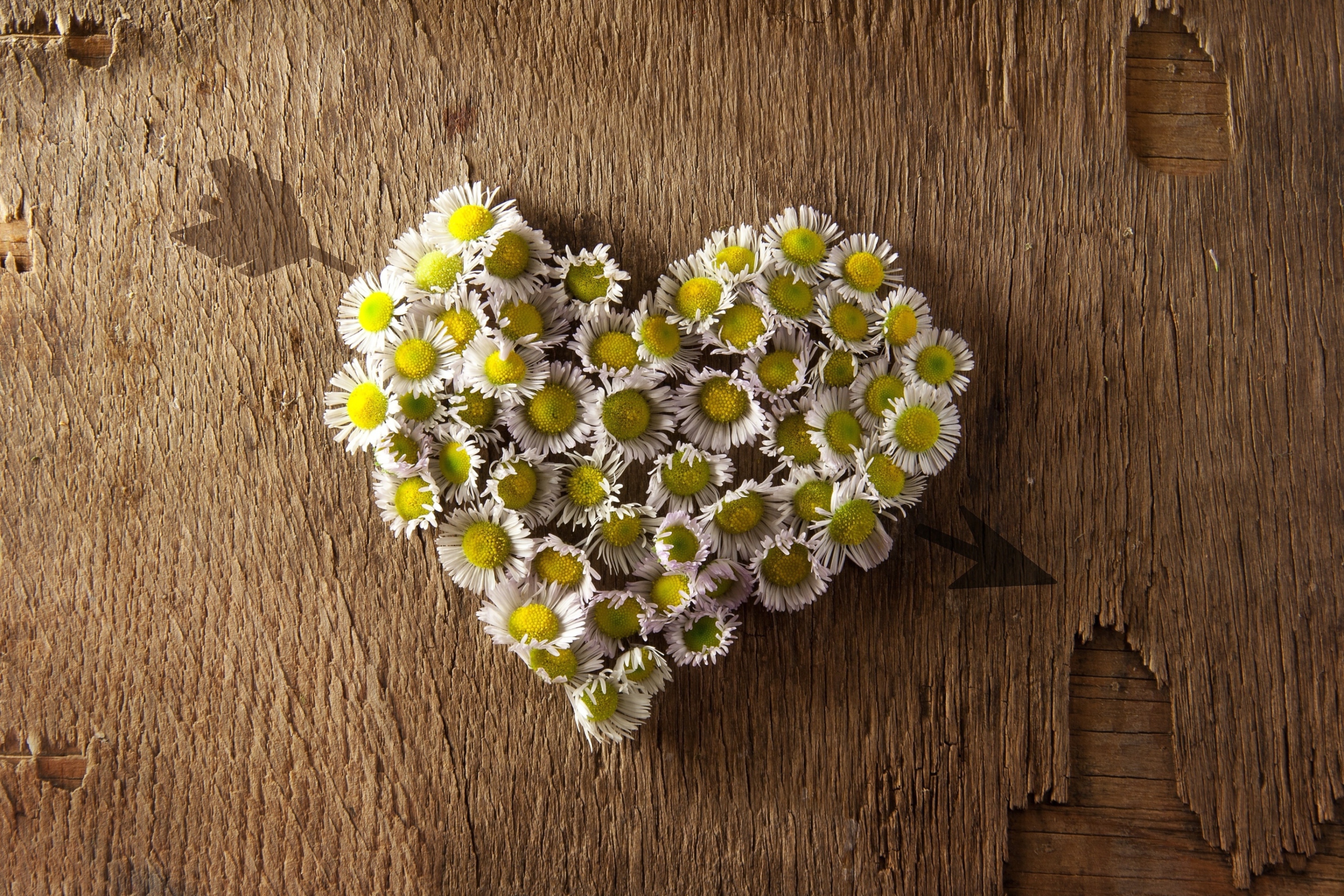 Daisy Heart screenshot #1 2880x1920