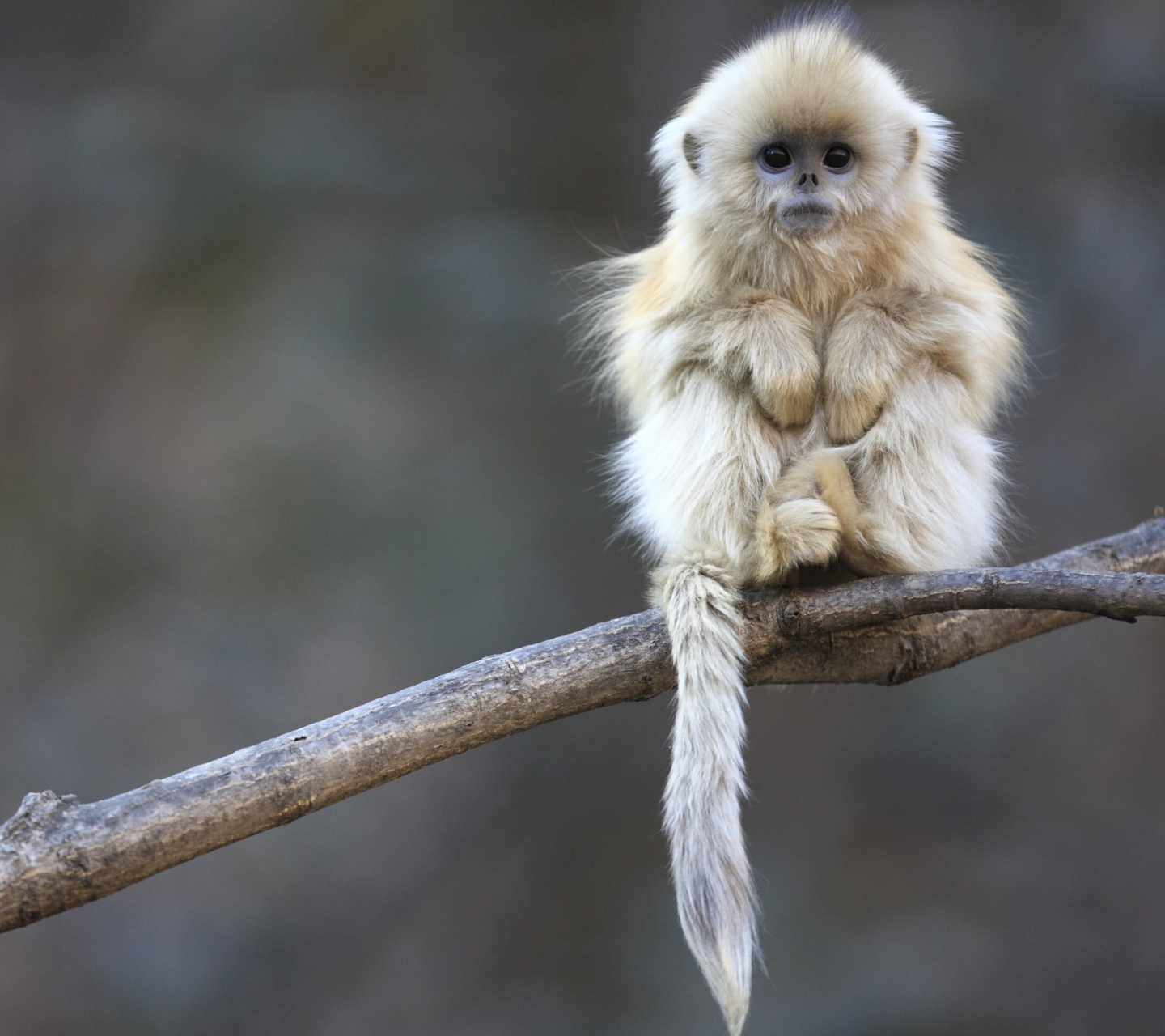 Cute Little Monkey Is Cold wallpaper 1440x1280