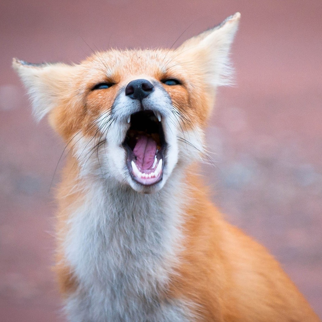 Yawning Fox screenshot #1 1024x1024