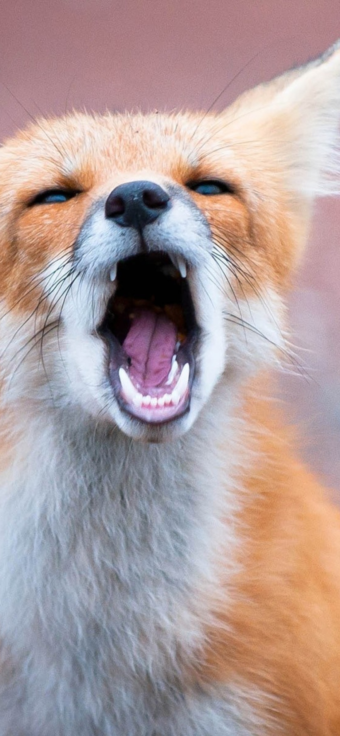 Yawning Fox wallpaper 1170x2532