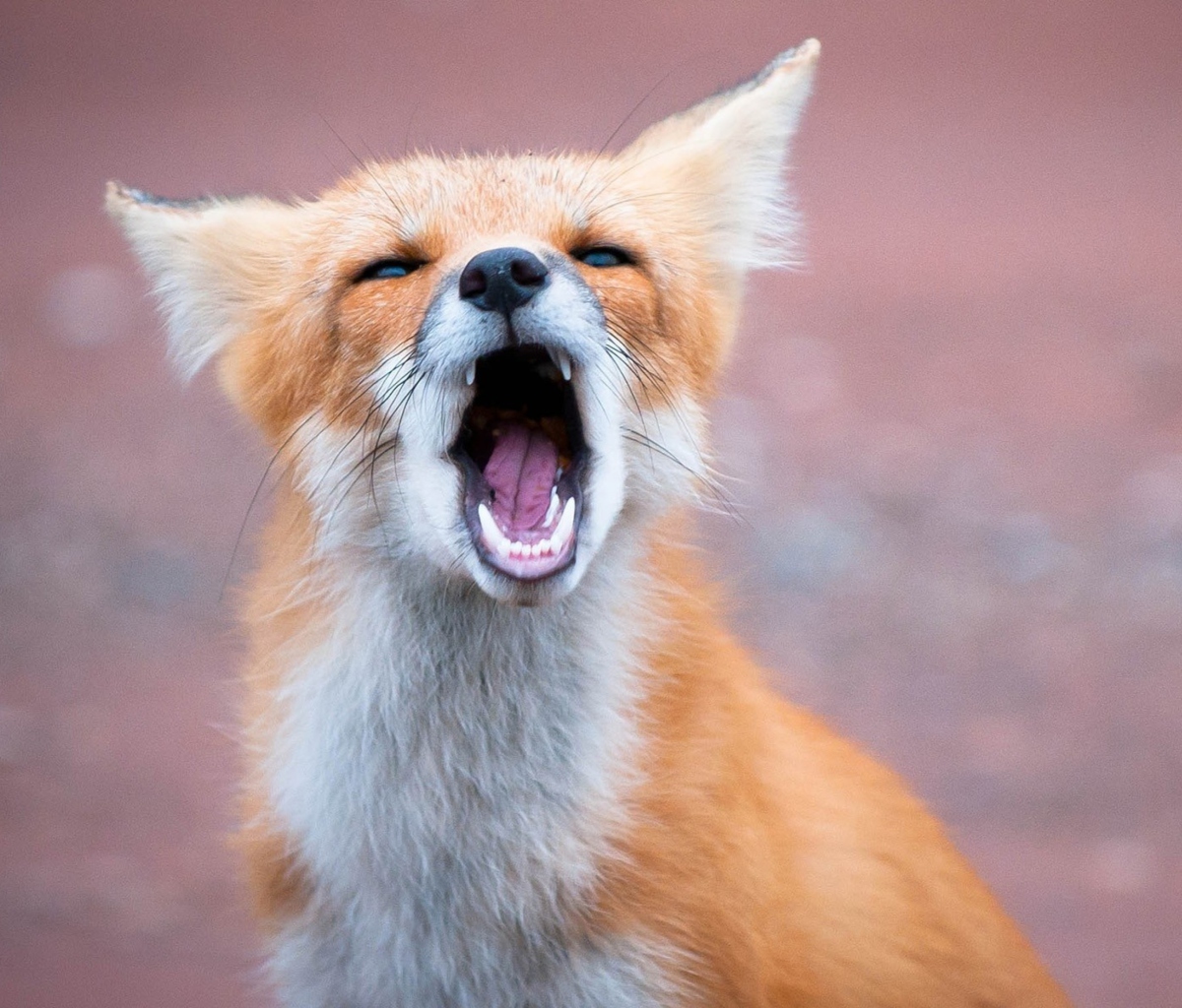Yawning Fox wallpaper 1200x1024