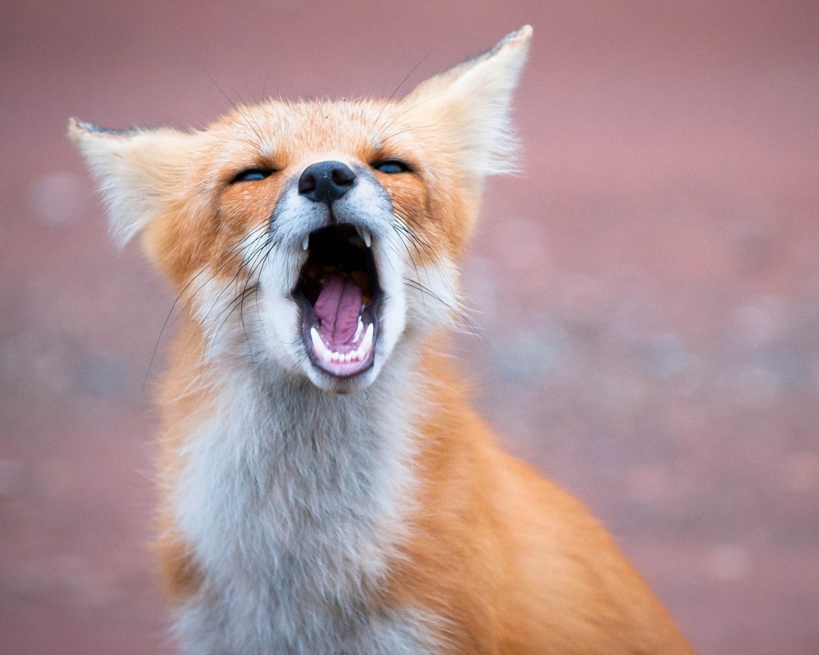 Yawning Fox wallpaper 1600x1280
