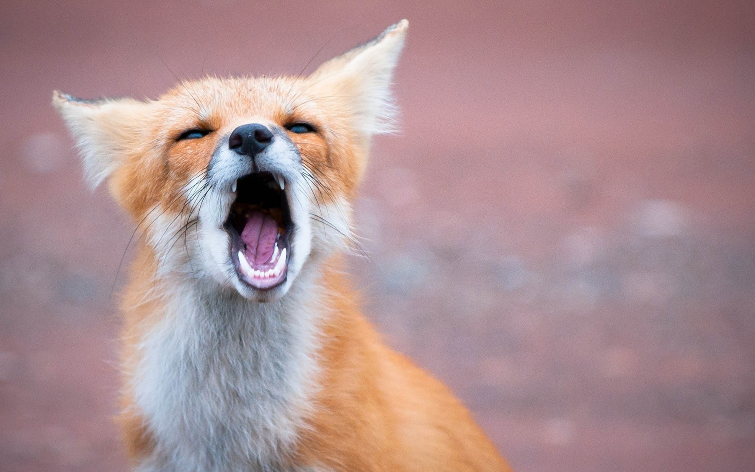 Yawning Fox wallpaper 2560x1600