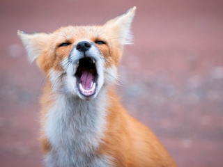 Yawning Fox wallpaper 320x240