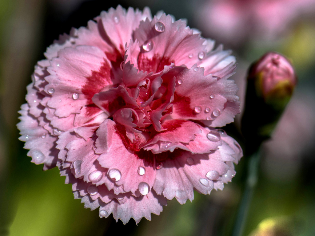 Screenshot №1 pro téma Carnation Flowers 1024x768