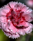 Screenshot №1 pro téma Carnation Flowers 128x160