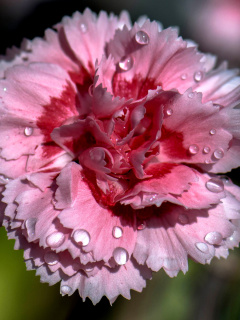 Das Carnation Flowers Wallpaper 240x320