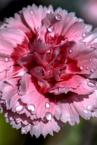 Fondo de pantalla Carnation Flowers 320x480