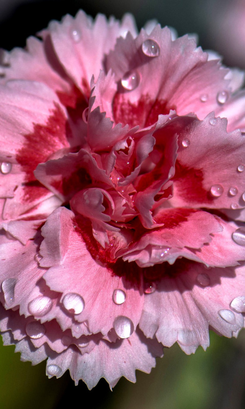 Screenshot №1 pro téma Carnation Flowers 480x800