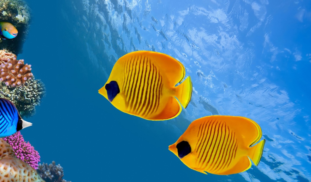 Обои Tropical Golden Fish 1024x600