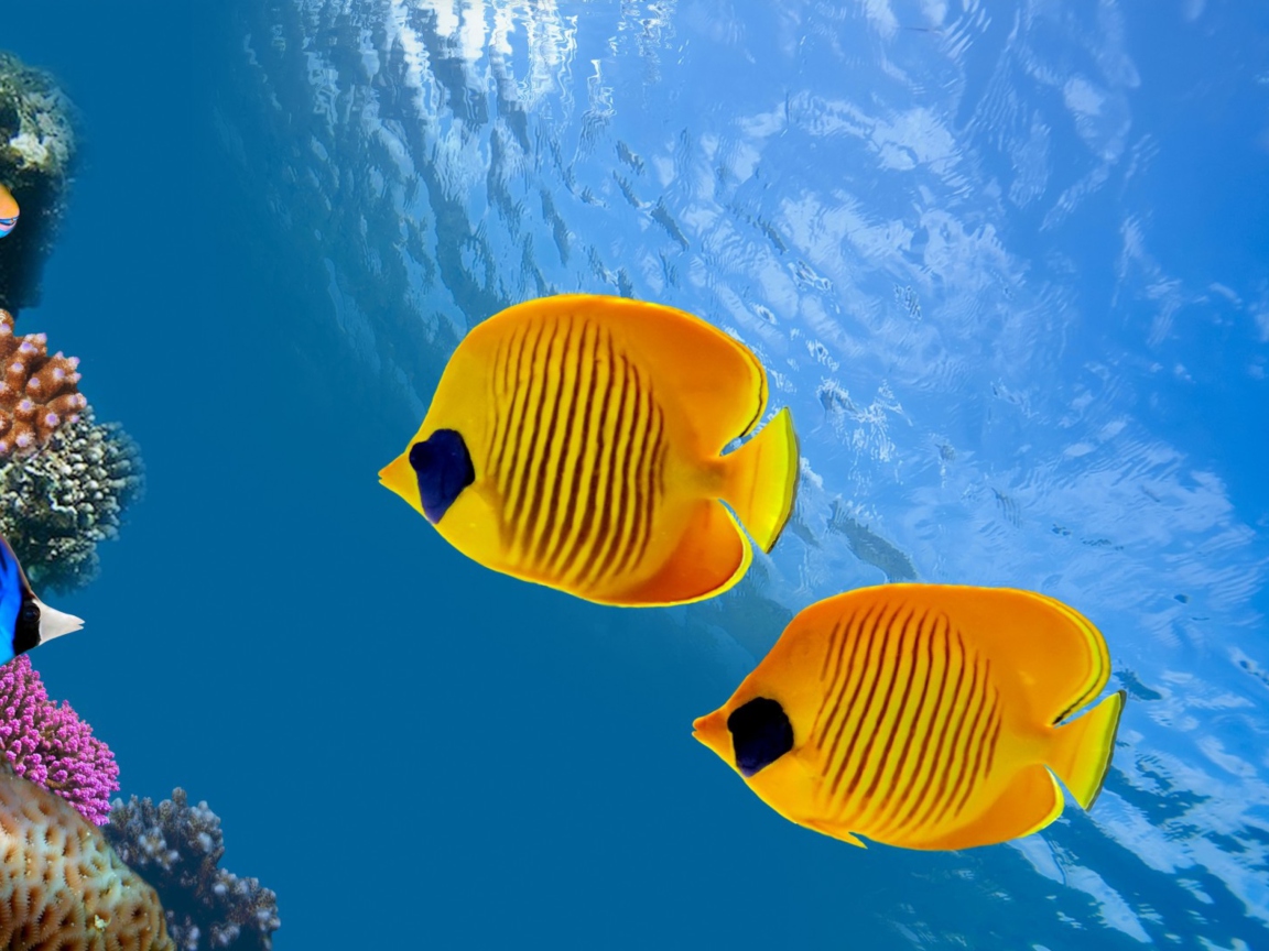 Screenshot №1 pro téma Tropical Golden Fish 1152x864