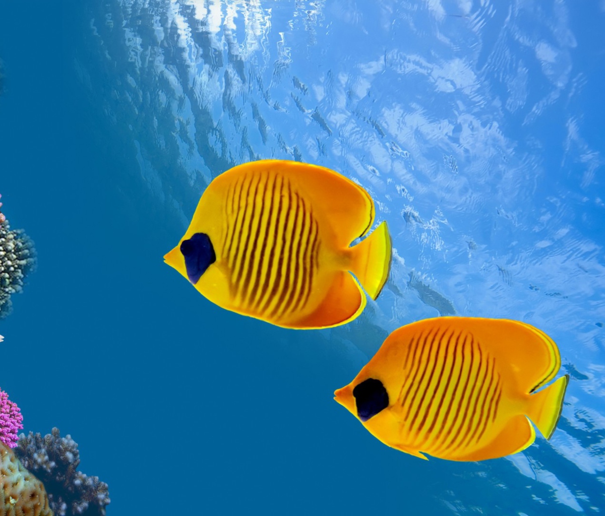 Tropical Golden Fish wallpaper 1200x1024