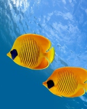 Обои Tropical Golden Fish 128x160