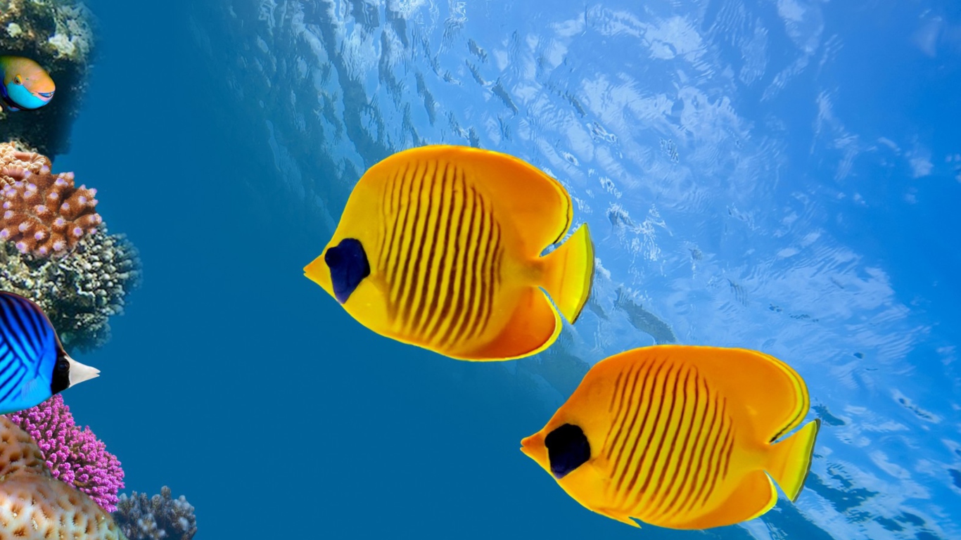 Fondo de pantalla Tropical Golden Fish 1366x768