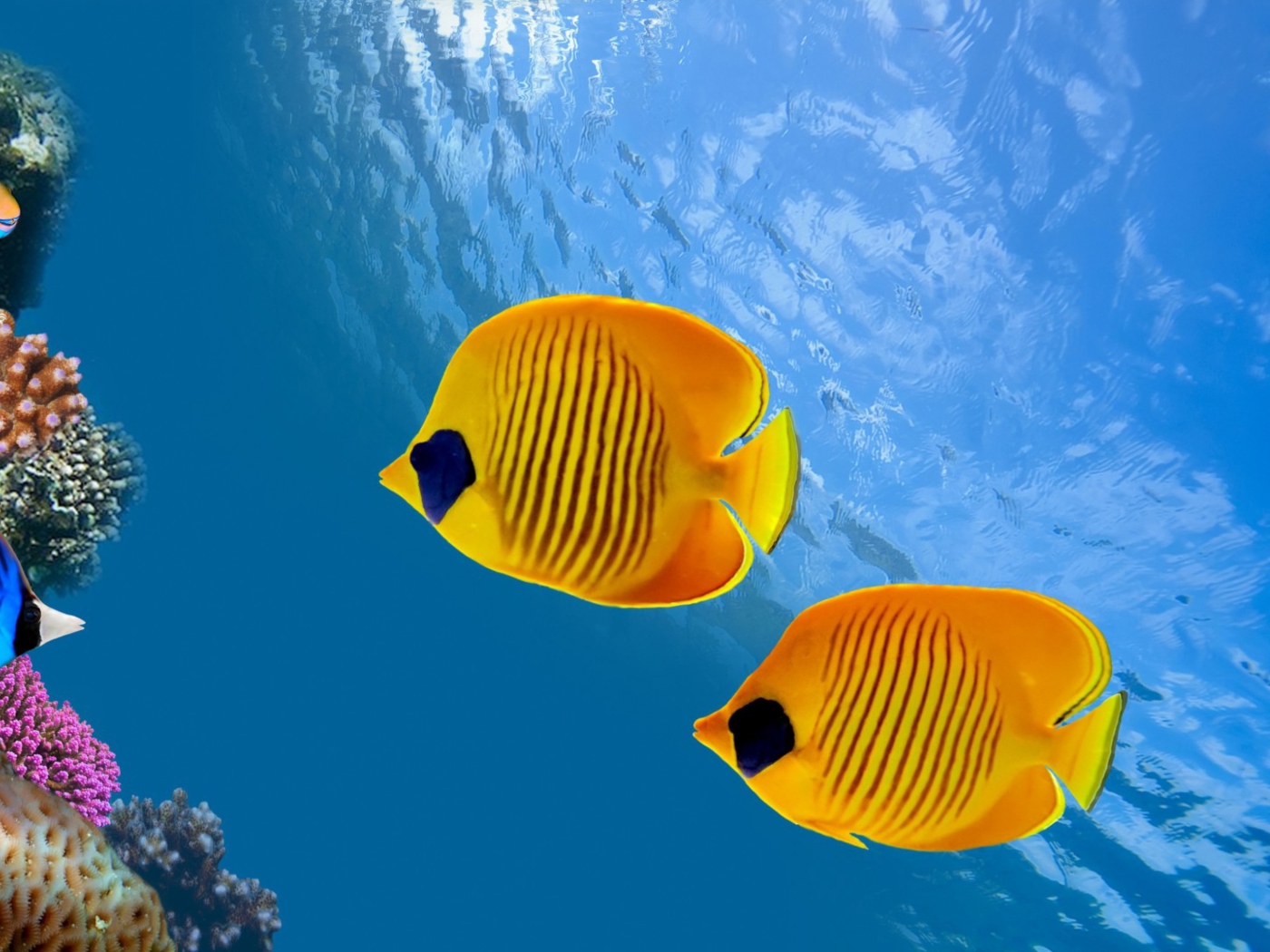 Обои Tropical Golden Fish 1400x1050