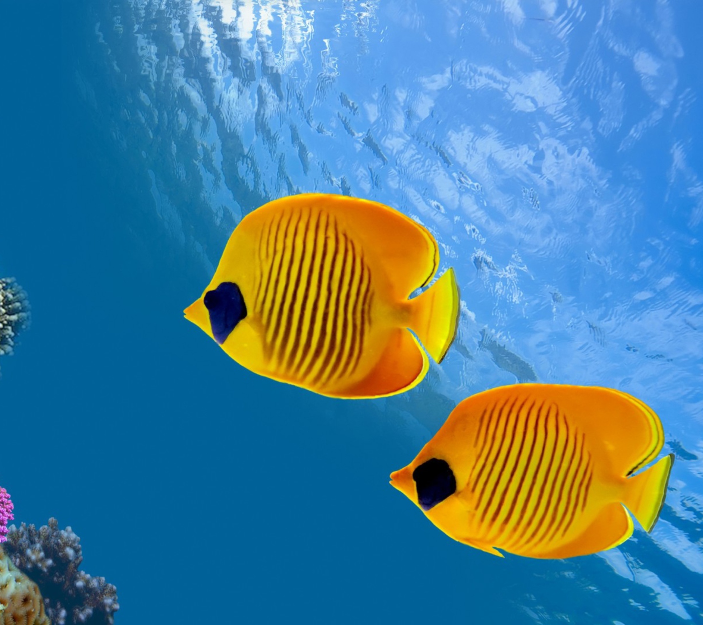 Das Tropical Golden Fish Wallpaper 1440x1280