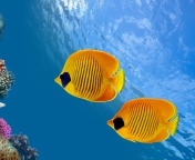 Обои Tropical Golden Fish 176x144