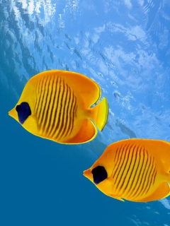 Fondo de pantalla Tropical Golden Fish 240x320