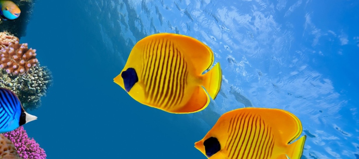 Sfondi Tropical Golden Fish 720x320