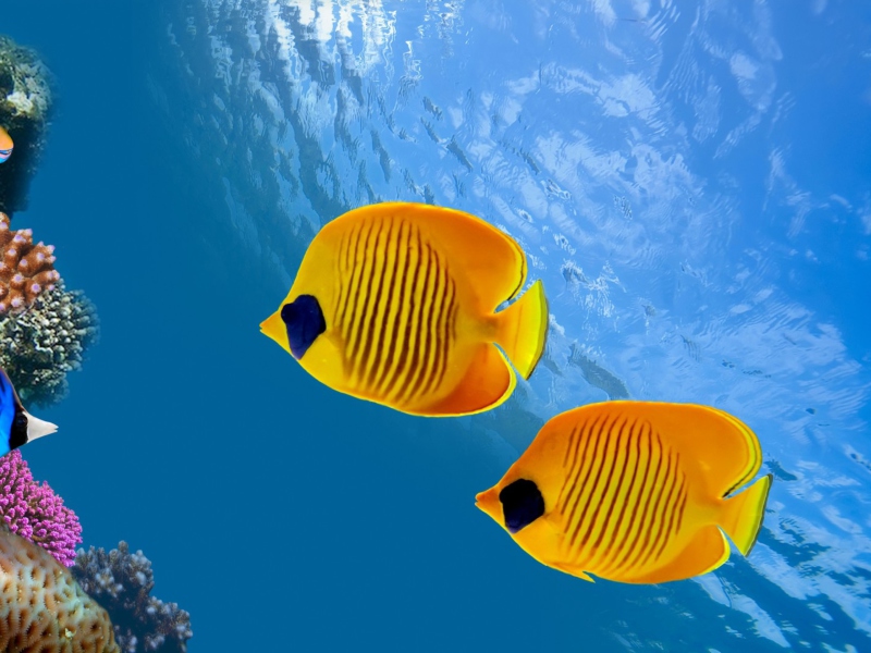 Обои Tropical Golden Fish 800x600