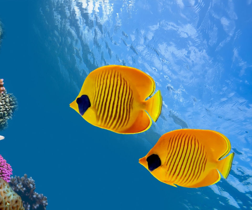 Tropical Golden Fish screenshot #1 960x800
