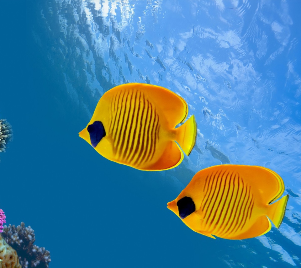 Tropical Golden Fish screenshot #1 960x854