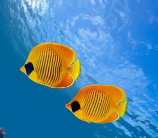 Tropical Golden Fish papel de parede para celular para iPad mini 2