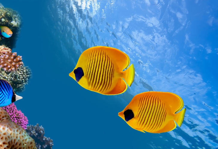 Fondo de pantalla Tropical Golden Fish