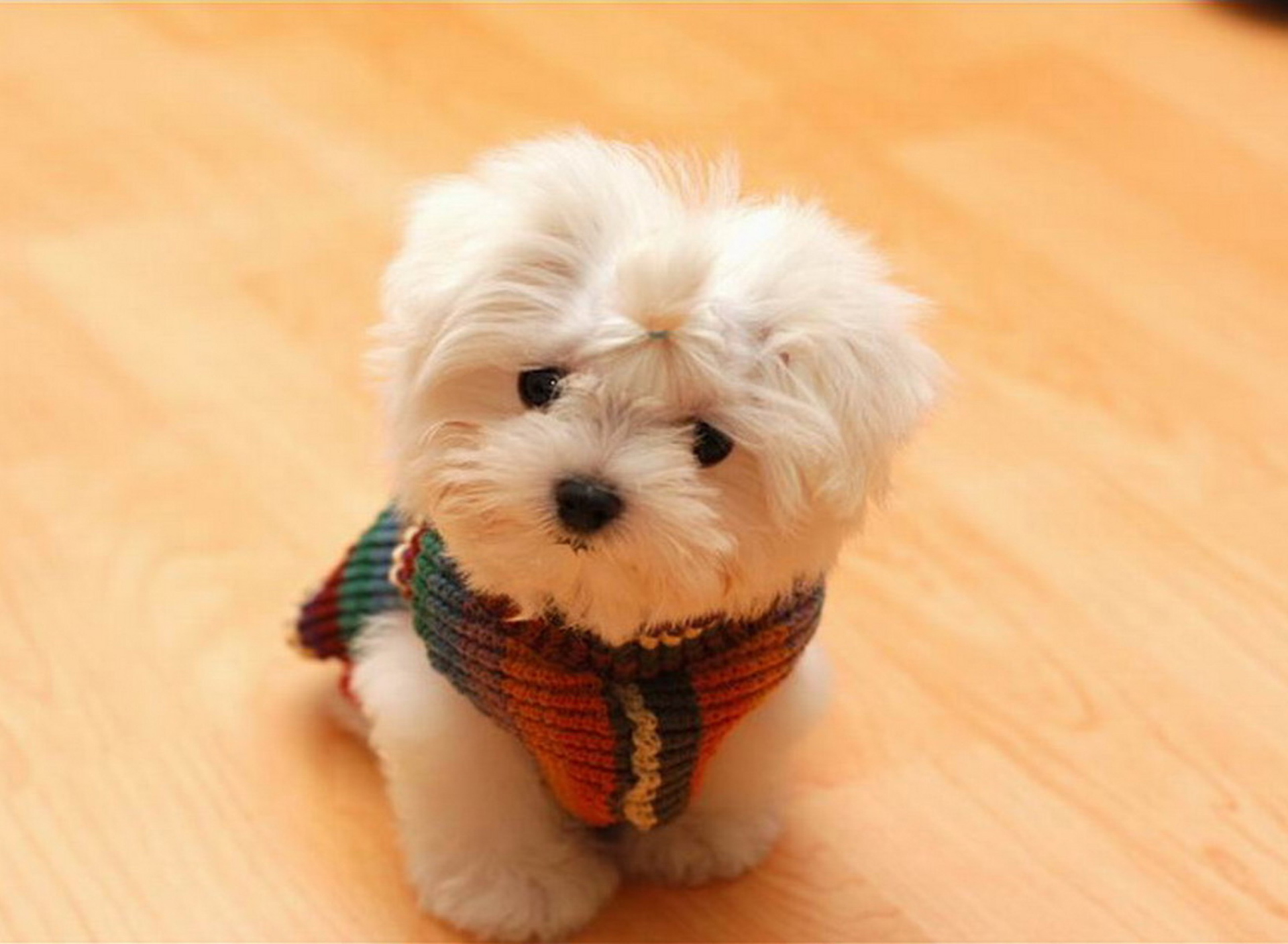 Fondo de pantalla Cute Little White Puppy 1920x1408