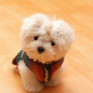 Cute Little White Puppy - Fondos de pantalla gratis para iPad Air